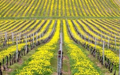 La Verde Contea: A spasso per Cormons